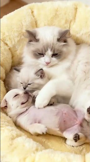 Stress Melts Away in 7 Seconds—The puppy‘s peaceful nap🐱🐶❤️#PetLovers #Pethealing #puppy #cute #dog