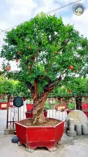 Pomegranate tree bonsai