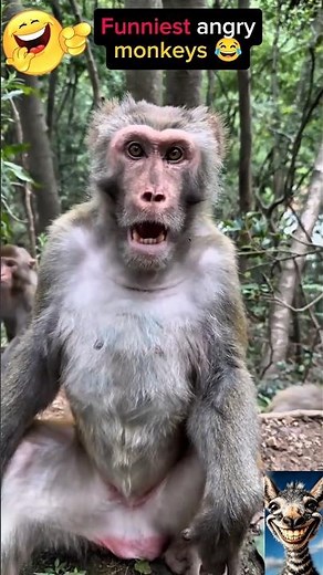 Funniest Angry Monkey Moments 😂🐒 Crazy Reactions You Must See! 🔥#monkey #FunnyMonkeys #funnyanimals