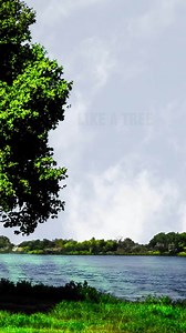 Like a tree by the water I will reach for heaven on high Here by the stream my roots travel deep This river will never run dry Taken from Psalm 1, Like a Tree is co-written with Steph Macleod and Noel Robinson. Full video on the GrahamKendrickMusic YouTube Channel (https://www.youtube.com/watch?v=eWejtin2ovY) and lyrics on the official Graham Kendrick website (https://grahamkendrick.co.uk/like-a-tree/). #psalm1 #likeatree #worship #psalms | Graham Kendrick