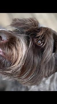 Pointing Griffon’s Last Table Session | Moving to Floor Hold Conditioning