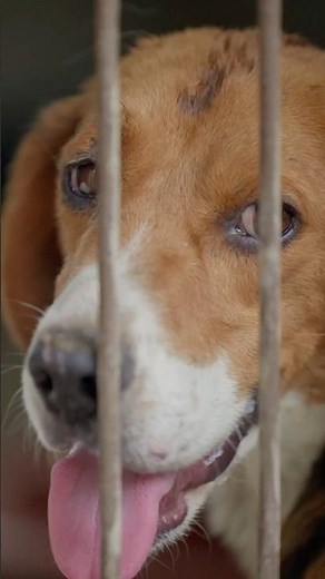 Dogs saved from slaughter