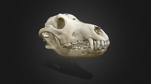 Wolf Skull - Download Free 3D model by tylercwilson