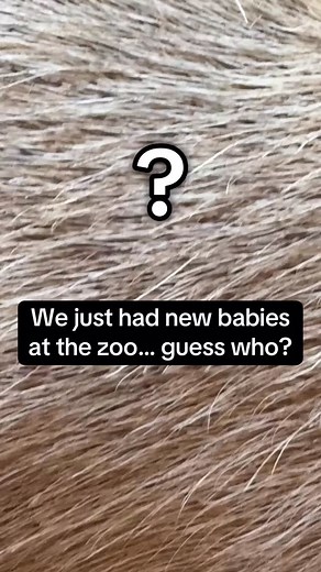 2.5K views · 68 reactions | We just had some new babies born at the zoo… can you guess what species they are?? Let us know in the comments! | Animal World & Snake Farm Zoo | Facebook