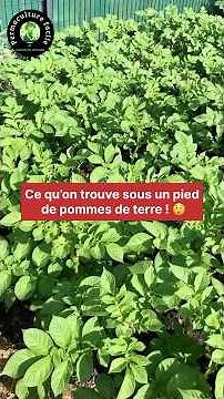 Récolte surprise d’un pied de patate ! 🥔✨#shorts