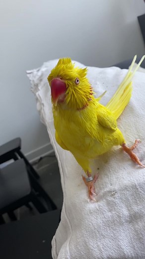 If you were wonder what Stella looks like post-bath here ya go 🍋 #stellathebird #birdtok #indianringneck #parrotsoftiktok