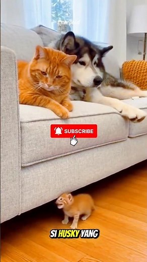 KETIKA Si OYEN NGASIH KODE KE HUSKY??