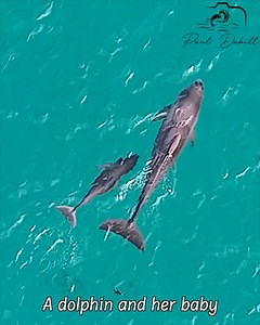 42K views · 5K reactions | Watch this baby dolphin learn to hunt | Paul Dabill Photography | Facebook