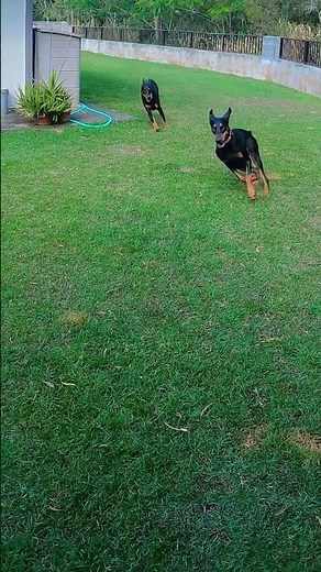 Magnum P.I.'s Original Lads (Zeus and Apollo) were female Dobermans! #Shorts#Hawaii#DobermanPinscher