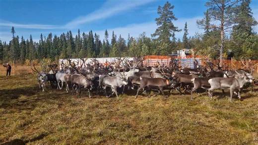 En allvarlig brist i leveranskedjan är att inga kastrerade hanrenar får avhornas för transport till kontrollslakteri. Enligt uppgift beror det på nya föreskrifter.Vad har Sametingets rennäringsnämnd gjort i frågan kan man undra?. Det är i alla fall ett orimligt påbud som skapar stora problem. | Anders Kråik