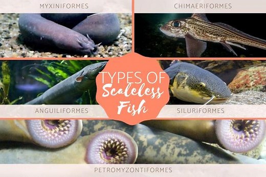 Do All Fish Have Scales? - Types of Scaleless Fish - With Photos