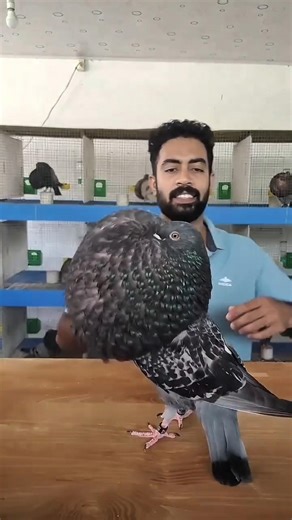 kabutar 😱 #viral #shorts #trending #kabutar #kabootar #pigeon #bird #pets #funny #fyp #explain #fun