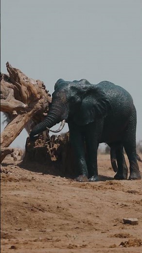 The Blind Men And The Elephant