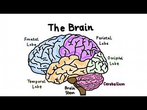 Basic parts of the Brain and it's function in 4 minutes