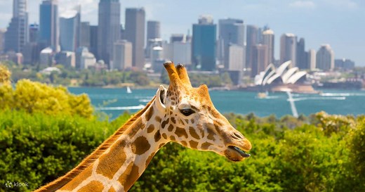 Taronga Zoo Ferry and Entry Ticket - Klook