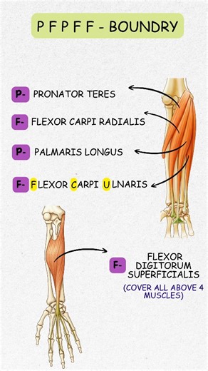 MedMingle on Instagram: "Struggling to remember the flexor muscles of the forearm? 💪😵 This easy mnemonic will help you recall all the superficial and deep flexors in seconds — perfect for exams and viva! 🧠✨ Ideal for MBBS, anatomy exams, NEET PG, nursing & paramedical students who want fast, high-yield revision. Save 📌 | Share 🔁 | Revise smart ⚡ Follow for daily medical mnemonics 🚀 #flexormuscles #anatomymnemonic #mbbsanatomy #medicalstudents #studyhacks"