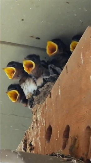 Hungry Baby Barn Swallows! 🐥