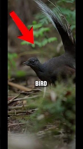This Bird Sounds Exactly Like Humans