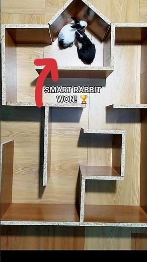 White Rabbit Outsmarted the Black Rabbit 🐰🏁 | Funny Maze Race #shorts #challenges