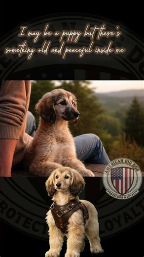 The Ancient Soul | Part of the 6 Elegant Things You Should Know About Afghan Hounds Series