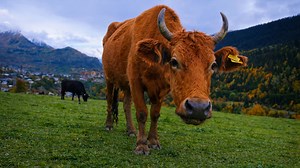 Brown cow in mountain meadow
