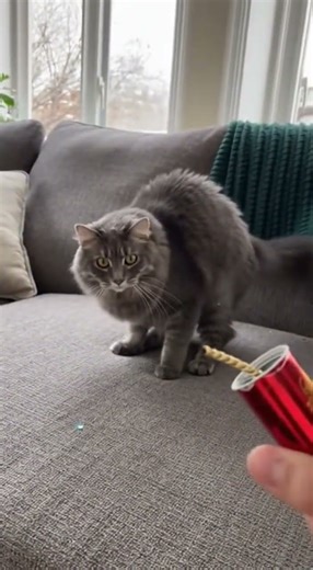 Cats Hate Party Poppers? Watch This! 🐱💥🤣