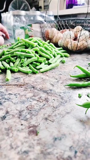 snapping green beans 😄 #garden #canningtiktok