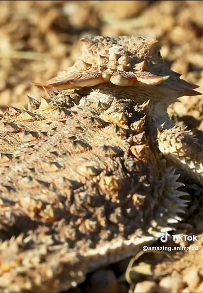 Fast Facts about the North American Road Runner