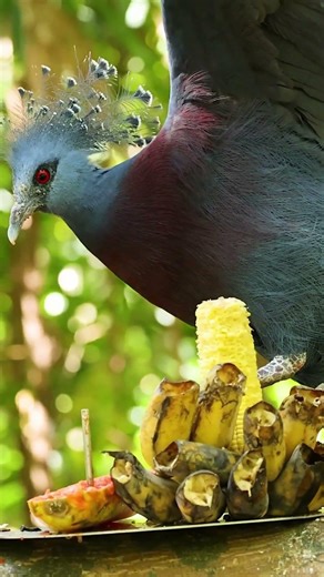 ASMR Victorian Crowned Pigeon | Relaxing Bird Sounds & Gentle Movements
