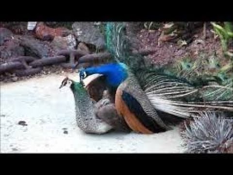 Peacock Mating - Reproduction in Peacock - Mating of Peacock
