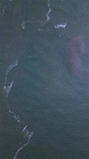 Nature CAUGHT on Camera via Drone | Wildwood Boardwalk