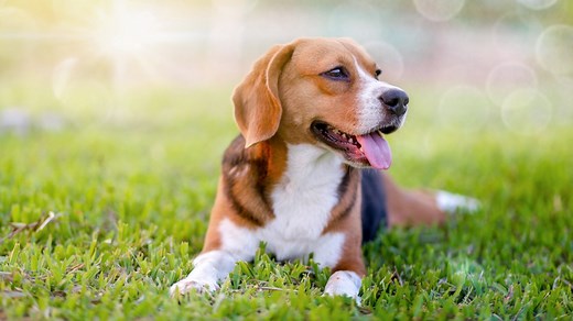 Here's what to consider when buying pet insurance