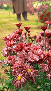 Charming Flowers 🌹❤️🌺 | Nature Beauties