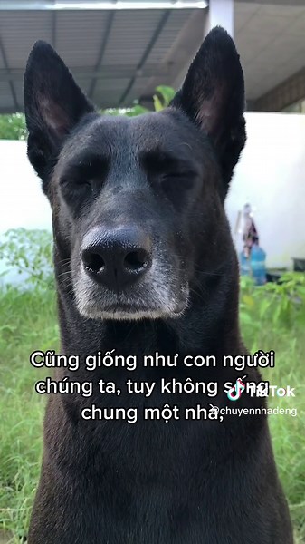 Tại Sao Chó Sủa Và Các Chó Khác Cũng Sủa Theo?