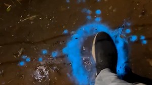 23K views | A nature explorer found bioluminescent mud while trekking through the outback. | USA TODAY Video | Facebook