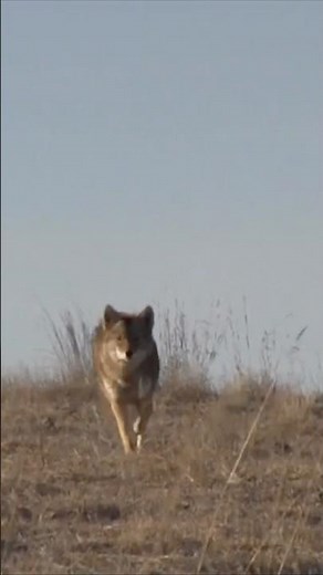 This coyote came in FAST to the FoxPro🔥Nothing like seeing one commit. #hunting #wildlife #foxpro