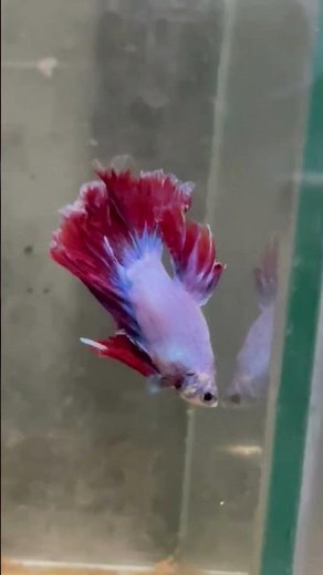 Betta Splendens 🐠🔥 | The Beautiful & Bold Siamese Fighting Fish