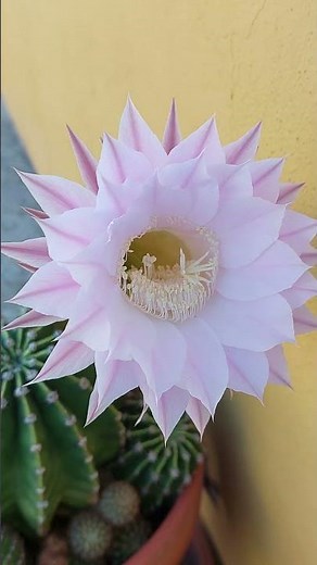 Easter Lily Cactus: Blooming Beauty & Care Tips 🌸 #EasterLilyCactus #CactusCare #BloomingCactus