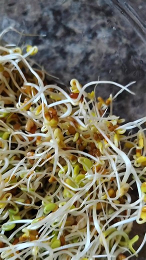 I love growing sprouts inside, and they are so easy! Grocery store sprouts are wildly expensive and they don't last very long. Growing sprouts at home takes less than a week. If you have multiple jars going at once, you can have a continuous source of sprouts to enjoy daily for a fraction of the cost! To make this project even more cost efficient, buy bags of dry beans and seeds like lentils and chia seeds. They sprout excellently. I currently have two mixes on rotation: Lentils, alfalfa, brocco