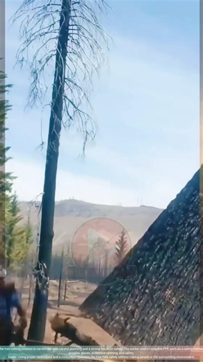 Felling a Tall and Massive Tree on a Beautiful Hillside Cutting trees | Full Safety Gear & PPE