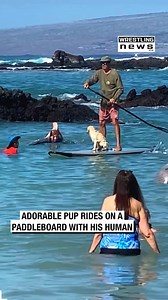 40K views · 340 reactions | Adorable Pup Rides on a Paddleboard With His Human | Wrestling News | Facebook