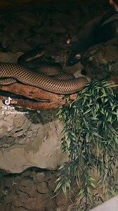 6.4K views · 146 reactions | #enclosure #moreliaamethistina #amethystpython #reptilekeeper #amazing #terrariumbau #reptilesoftiktok #tiktok #tiktokgermany #python #snake #tooltime #work #exoticpets #wow #terrarium #viral #viraltiktok #foryou #4u #schlange #kiss #love #foryoupage #passion #exotic #fy #fypシ #fypage | Fabians Reptilienraum | Facebook