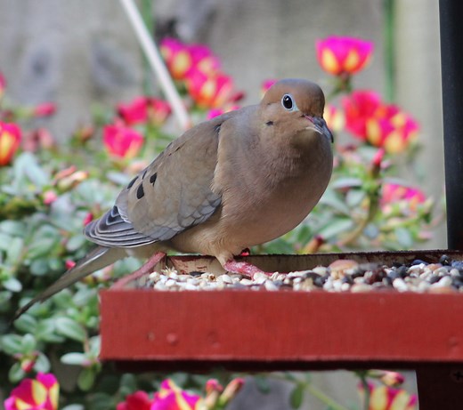 6 Proven Ways to Attract Mourning Doves to Feeders! (2026)