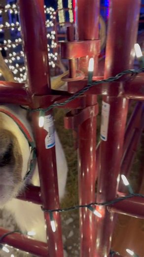 141K views · 8.2K reactions | Opening night at Miracle at Big Rock! Located in St Croix Falls, WI. We are here every weekend from 5:30-7:30. Make sure to stop out and see the reindeer. Walk through the millions of lights. Grab a bite to eat at the food trucks area. Shop the gift vendor area in their beautiful Guest center barn. We look forward to seeing you! | Reindeer Acres | Facebook