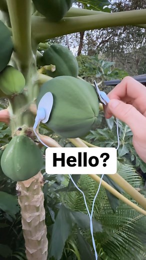 43K views · 5.4K reactions | Meet the musical papaya! 省 With...