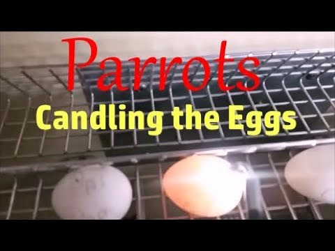 Parrot Eggs Hatching-Candling the Eggs-Watch Now #birdeggs #parroteggs