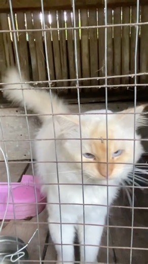 Interesting facts about cats watch till the end #catlovers #cat