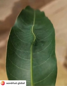 The Master of Disguise: Common Baron Caterpillar 🐛 The Common Baron caterpillar (Euthalia aconthea) is a master of leaf mimicry. Its flattened green body mirrors the shape and colour of the mango leaves it feeds on, while fine white or yellowish lines trace its back like natural leaf veins. Tiny lateral extensions break up its outline, making it almost impossible for predators such as birds to detect. This type of camouflage, called cryptic coloration, lets the caterpillar stay hidden in plain 