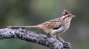 40K views · 5.6K reactions | Striped Cuckoo calling (Tapera naevia) Mexico, Trinidad, Bolivia, Argentina, Colombia. | BIRDS & Nature | Facebook