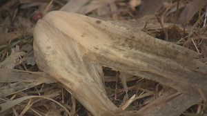 Corn and soybean prices up for the first time